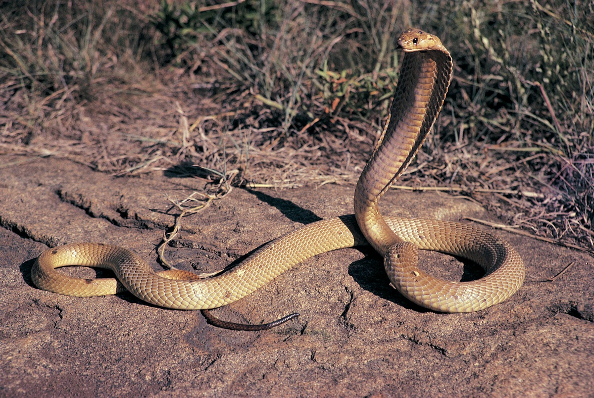 Philippine Cobra