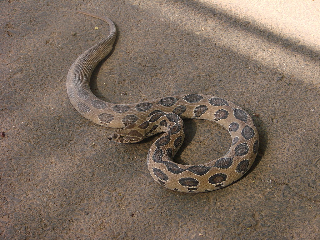 Tiger Snake
