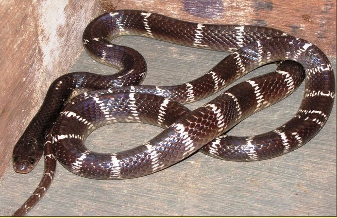 Indian Krait