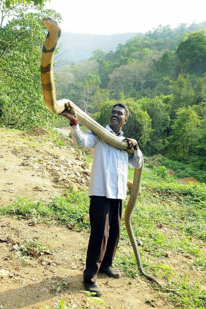 King Cobra
