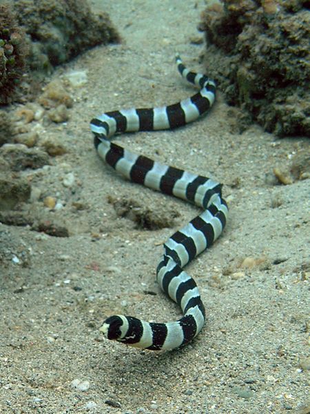 Belcher's Sea Snake