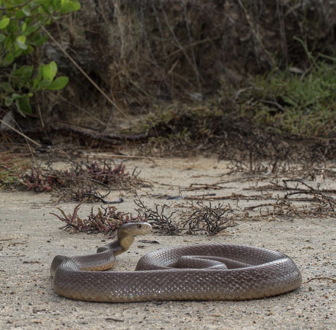 Coastal Taipan