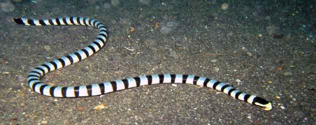Belcher's Sea Snake