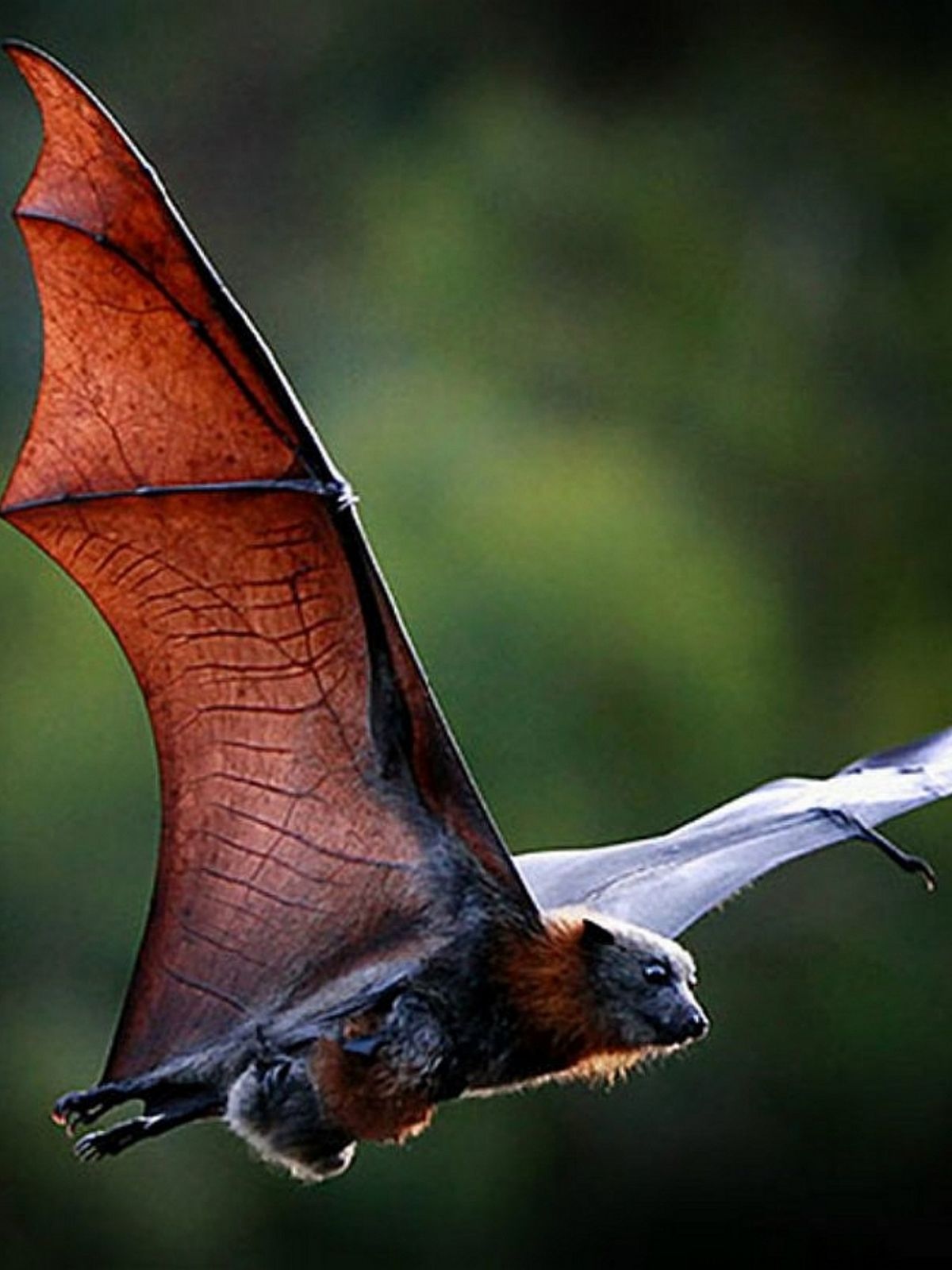 Brazilian Free-tailed Bat