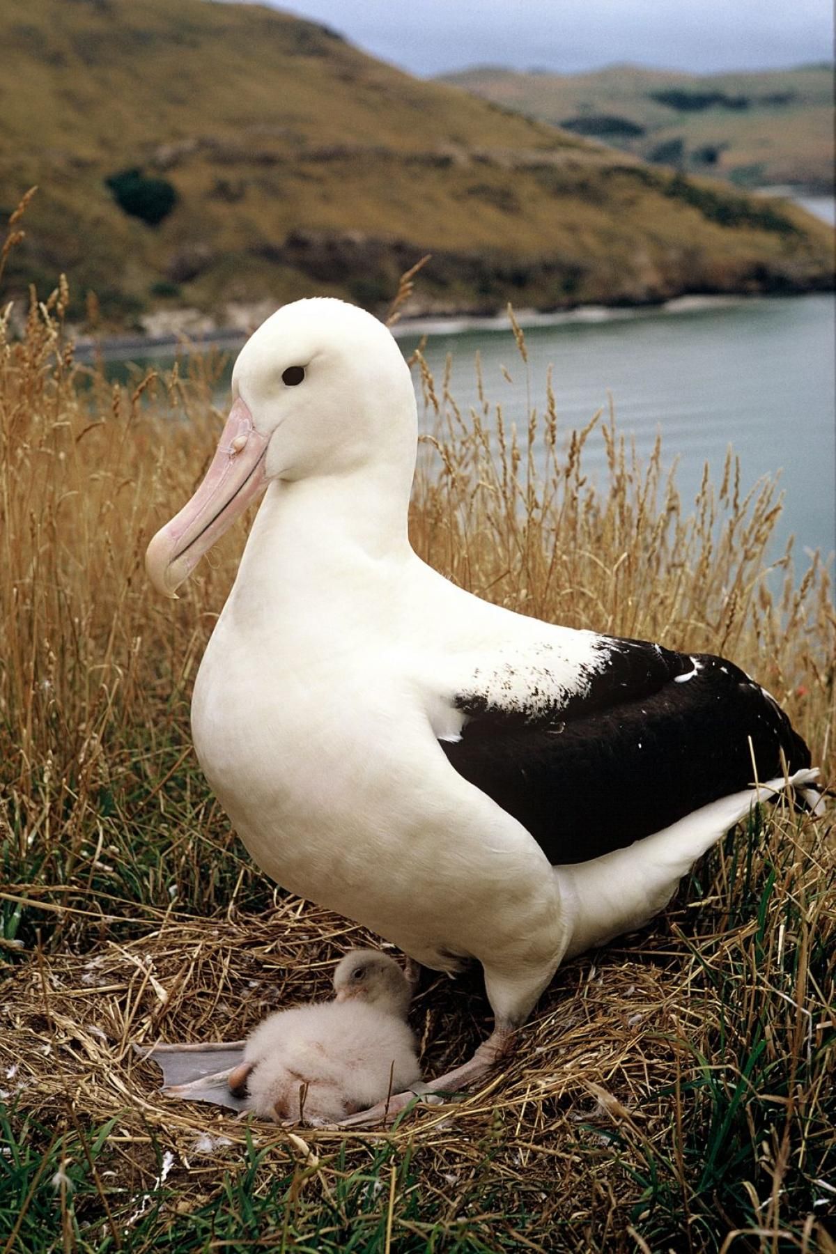 Grey-headed Albatross
