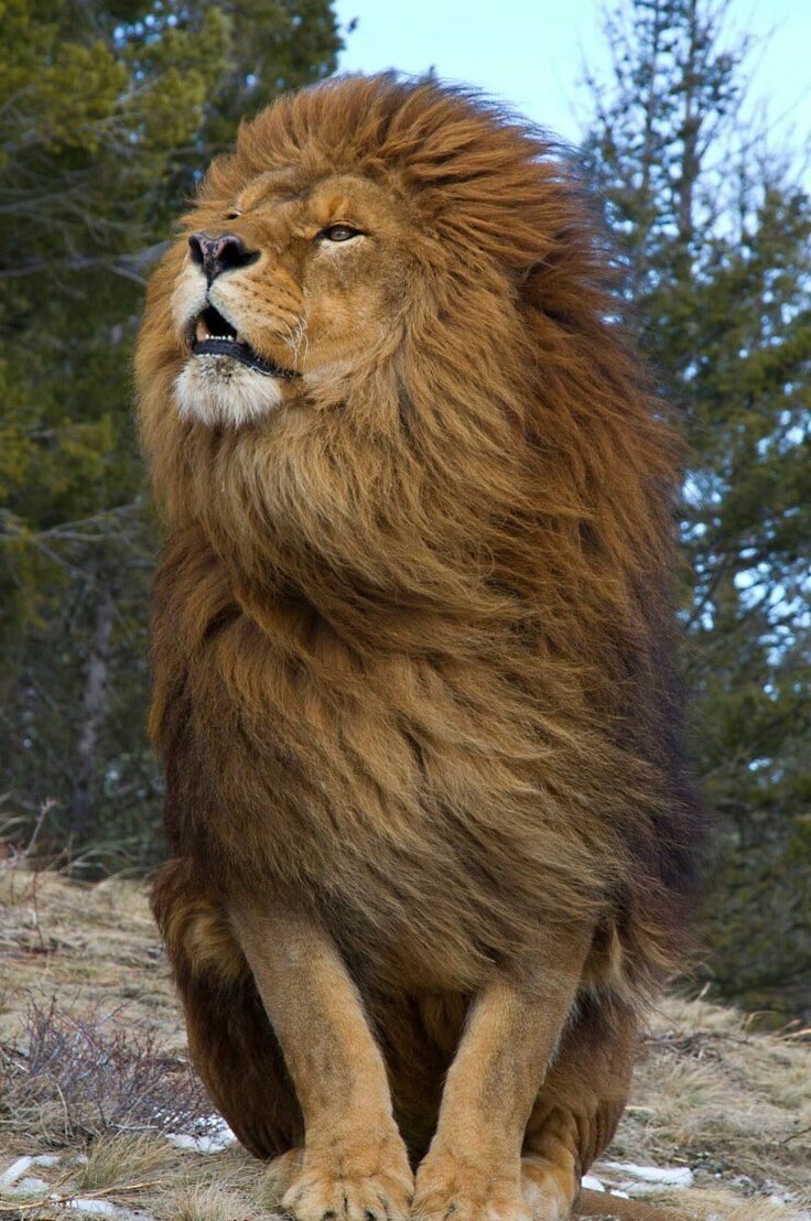 Lion