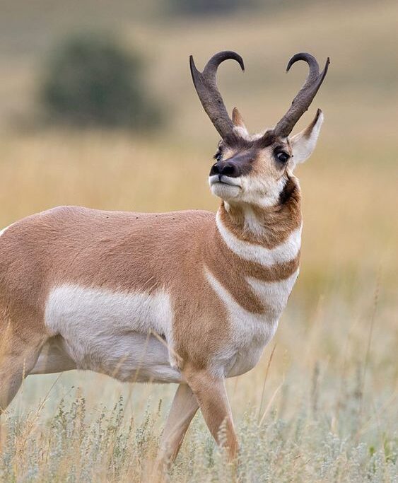 Pronghorn Antelope
