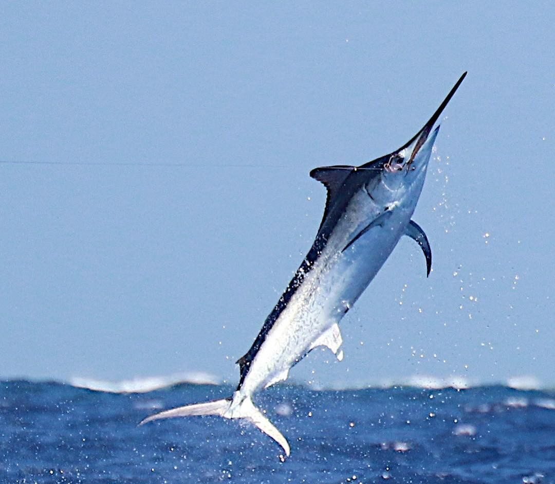 Black Marlin