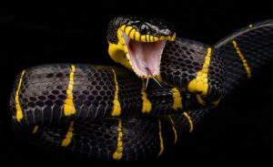 top 10 most venomous snake in the world